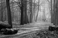 Wandelpaden slingeren door het Staelduinse Bos, Het Staelduinse Bos