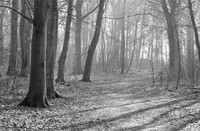 Wandelaars in het Staelduinse Bos, Het Staelduinse Bos