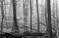Het wirwar van het Staelduinse Bos in de mist, Het Staelduinse Bos