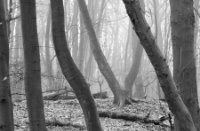 Het Staelduinse Bos in de mist is een ander plaatje, Het Staelduinse Bos