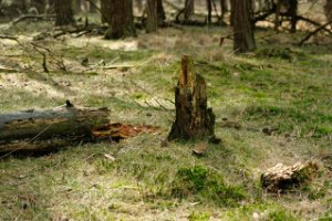Dode bomen zijn weer goed voor nieuw leven in het bos