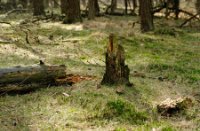 Dode bomen zijn weer goed voor nieuw leven in het bos
