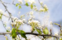 Meer bloesem..., Sint Truiden