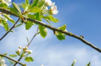 Bloesem van de appelbomen op de appelsdijk te Geldermalsen