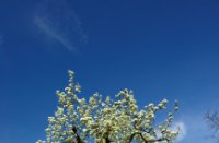 Bloesempracht van de appelbomen op de appelsdijk te Geldermalsen