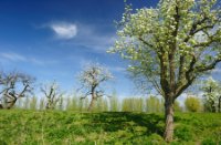 Bloesem - appelsdijk te Geldermalsen