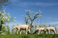 Het is lente. Het weer is prachtig. - appelsdijk te Geldermalsen