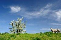 Appelsdijk te Geldermalsen - bloesem en lammetjes, het is lente!