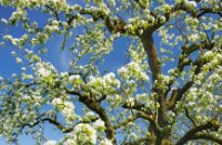 Appelbomen in bloei!