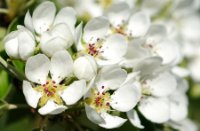 De peren staan volop in bloei - Appelsdijk te Geldermalsen