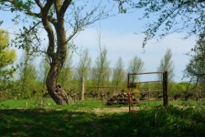 Doorkijkjes op de appelsdijk - Geldermalsen
