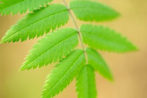 Groene energie van de lente volop aanwezig!