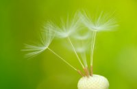 Morgenster is een leuke macrofotografie object