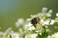 Wat dit is...? Ik zou niet weten...