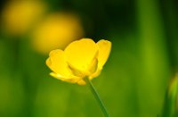 Egelboterbloem in de lente
