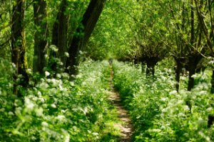 Wandelpaden omring door knotwilgen...
