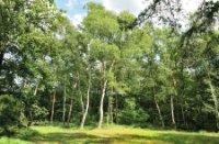 Wandelpaden slingeren door Landgoed De Utrecht