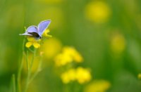 Icarusblauwtje in het natuurgebied Nieuw Wulven, Nieuw Wulven, Icarusblauwtje