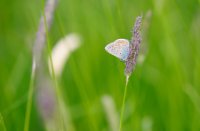 Icarusblauwtje, na veel geduld een foto, Nieuw Wulven, Icarusblauwtje