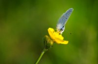 Icarusblauwtje op een dotterbloem, Nieuw Wulven, Icarusblauwtje