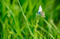 Icarusblauwtje in groene omgeving, Nieuw Wulven, Icarusblauwtje
