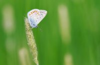 Icarusblauwtje op een grote vossestaart, Grote Vossenstaart