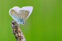 tweede kans Icarusblauwtje op een grote vossestaart, Nieuw Wulven, Icarusblauwtje