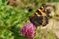 Kleine Vos in tiengemeten