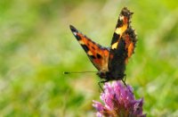 Kleine Vos aan de nectar in tiengemeten