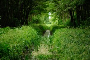 Doorkijkjes langs de wandelroutes in de Broekpolder