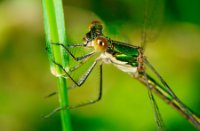 Libellen in de duinen van Voorne