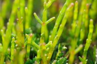 Langarige Zeekraal in het natuurgebied Kwade Hoek
