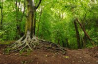 Oude boom in het Staelduinse Bos, Het Staelduinse Bos