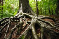 De imposante wortels van een oude boom, Het Staelduinse Bos