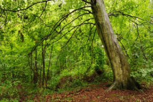 Door de regen hangen takken van bomen omlaag
