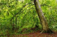 Door de regen hangen takken van bomen omlaag, Het Staelduinse Bos