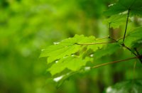 Natte bladeren van regen geven een ander effect, Het Staelduinse Bos