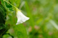Druppels sieren de bloemen in de regen, Het Staelduinse Bos