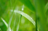 De wolken zijn natuurlijke diffusers en hierdoor geen schaduw, Het Staelduinse Bos