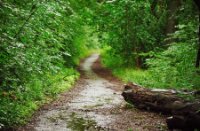 Liefhebbers van stilte kunnen extra genieten in de regen, Het Staelduinse Bos
