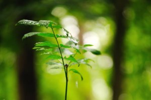 Nadruk op rust in het Staelduinse bos