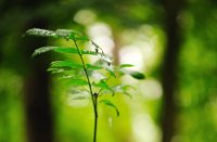 Nadruk op rust in het Staelduinse bos, Het Staelduinse Bos