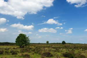 Vergezichten van het Ermelosche Heide