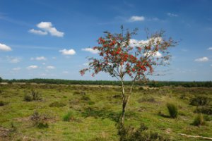 Door kijkjes langs een alleenstaande boom