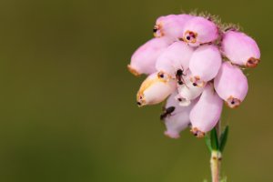 Zoete stuifmeel van dopheide is trekpleister voor insecten