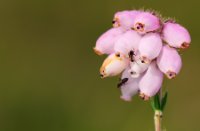 Zoete stuifmeel van dopheide is trekpleister voor insecten