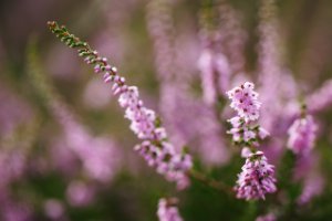 Struikheide is ook fotogeniek met een macro lens