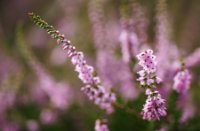 Struikheide is ook fotogeniek met een macro lens