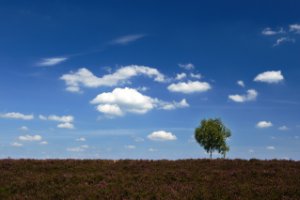 Heidevelden tot in de horizon