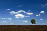 Heidevelden tot in de horizon